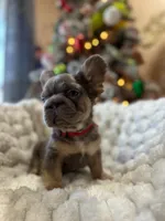 NewShadeIsabella PinkBoy, a male French Bulldog for sale in Saint Cloud, FL – Photo 6 of 10