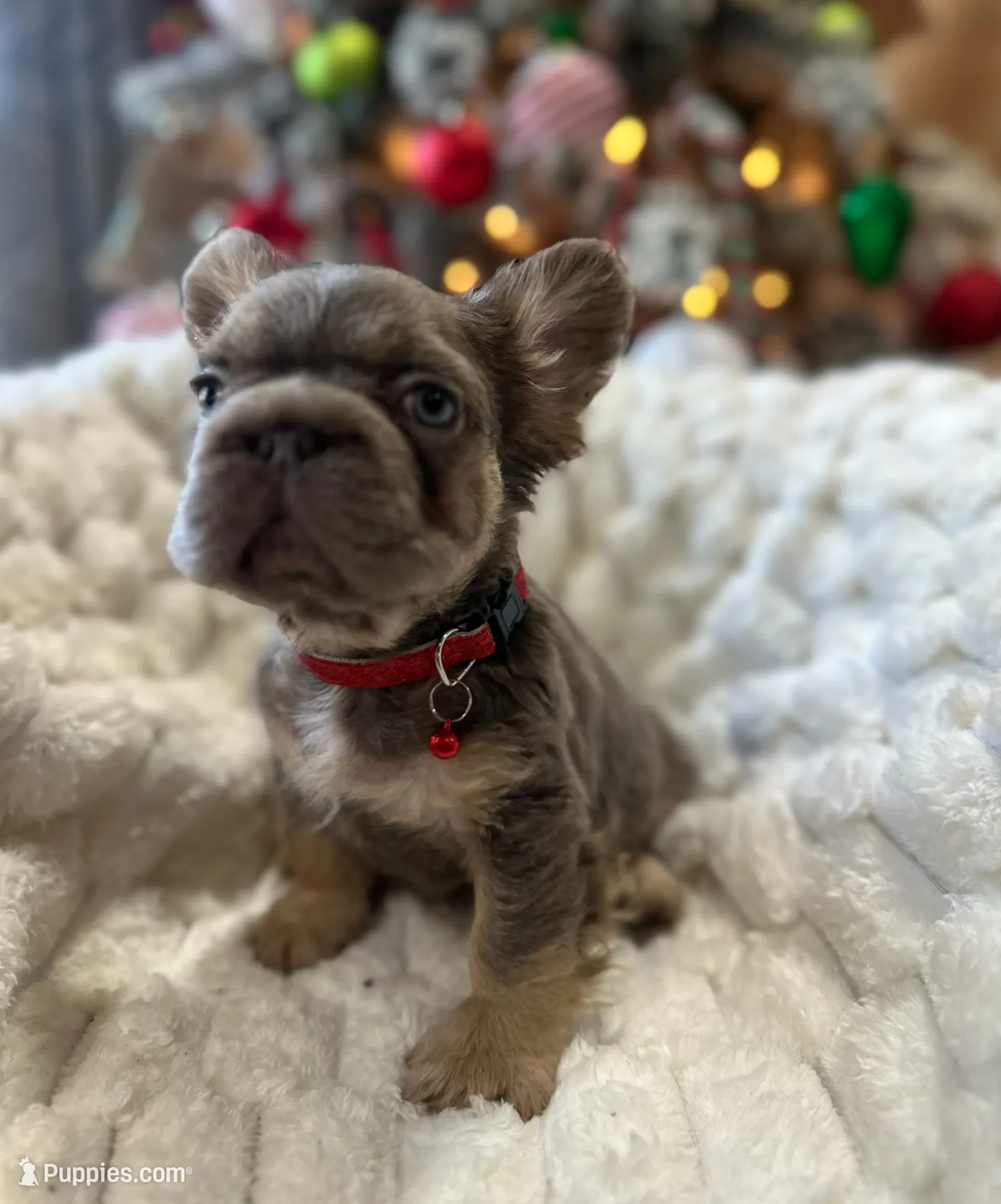 NewShadeIsabella PinkBoy, a male French Bulldog for sale in Saint Cloud, FL – Photo 3 of 10