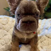 NewShadeIsabella PinkBoy, a male French Bulldog for sale in West Palm Beach, FL – Photo 1 of 10