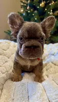 NewShadeIsabella PinkBoy, a male French Bulldog for sale in Saint Cloud, FL – Photo 1 of 10