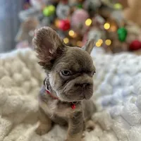 NewShadeIsabella PinkBoy, a male French Bulldog for sale in West Palm Beach, FL – Photo 7 of 10