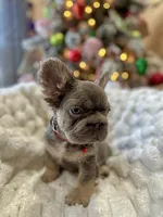 NewShadeIsabella PinkBoy, a male French Bulldog for sale in Saint Cloud, FL – Photo 7 of 10