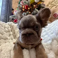 NewShadeIsabella PinkBoy, a male French Bulldog for sale in West Palm Beach, FL – Photo 5 of 10