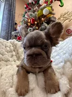 NewShadeIsabella PinkBoy, a male French Bulldog for sale in Saint Cloud, FL – Photo 5 of 10