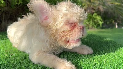 NEWSHADE FLOODLE ROJO🧸TEDDYFACE -500off🇺🇸, a female French Bulldog for sale in Mayo, FL – 4 of 10