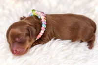 Girls 3, a female Miniature Dachshund for sale in Cocoa Beach, FL – 8 of 8