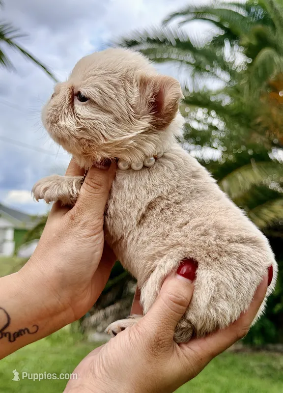 Grace xsmall  – French Bulldog puppy for sale in Port Saint Lucie, FL