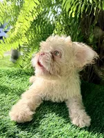 NEWSHADE FLOODLE ROJO🧸TEDDYFACE -500off🇺🇸, a female French Bulldog for sale in Mayo, FL – 2 of 10