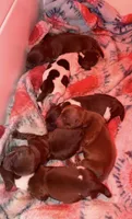 Dachshund longhairs, a female Miniature Dachshund for sale in Daytona Beach, FL – 10 of 10
