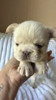 Grace❤️💙🤍-500$🇺🇸4th of July🇺🇸, a female French Bulldog for sale in Orlando, FL – 6 of 10