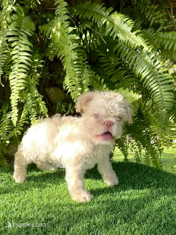 NEWSHADE FLOODLE ROJO🧸TEDDYFACE -500off🇺🇸 – French Bulldog puppy for sale in Orlando, FL