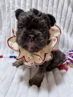 Bertha , a female French Bulldog for sale in Orlando, FL – 2 of 4