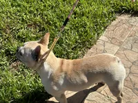 Mia, a female French Bulldog for sale in Orlando, FL – 5 of 7