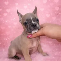 Bluey, a male French Bulldog for sale in Lakeland Highlands, FL – Photo 3 of 4