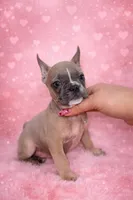 Bluey, a male French Bulldog for sale in Saint Cloud, FL – Photo 3 of 4