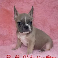 Bluey, a male French Bulldog for sale in Lakeland Highlands, FL – Photo 2 of 4