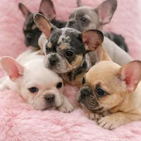 Bluey, a male French Bulldog for sale in Lakeland Highlands, FL – Photo 4 of 4