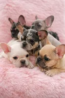 Bluey, a male French Bulldog for sale in Saint Cloud, FL – Photo 4 of 4