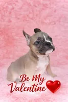 Bluey, a male French Bulldog for sale in Saint Cloud, FL – Photo 1 of 4