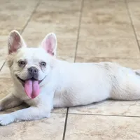 Blanca, a female French Bulldog for sale in West Palm Beach, FL – Photo 3 of 6