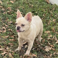 Blanca, a female French Bulldog for sale in West Palm Beach, FL – Photo 4 of 6