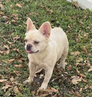 processed/782b0c0a-228e-4df4-9d0b-74b00d2ef510/listing/759ecf61-4415-4672-942c-b1ac79a014db/5a3689b5-23af-4c54-9e88-ec8fbb051cb8