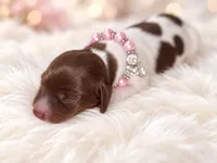 Girls 3, a female Miniature Dachshund for sale in Cocoa Beach, FL – 7 of 8
