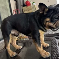 Peanuts, a male French Bulldog for sale in West Palm Beach, FL – Photo 3 of 8