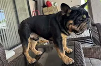 Peanuts, a male French Bulldog for sale in Saint Cloud, FL – Photo 3 of 8