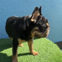 Peanuts, a male French Bulldog for sale in West Palm Beach, FL – Photo 8 of 8