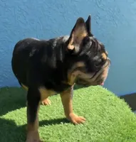 Peanuts, a male French Bulldog for sale in Saint Cloud, FL – Photo 8 of 8