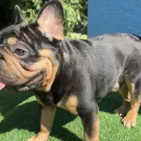 Peanuts, a male French Bulldog for sale in West Palm Beach, FL – Photo 6 of 8