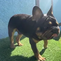 Peanuts, a male French Bulldog for sale in West Palm Beach, FL – Photo 1 of 8