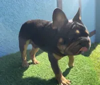 Peanuts, a male French Bulldog for sale in Saint Cloud, FL – Photo 1 of 8