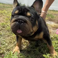 Peanuts, a male French Bulldog for sale in West Palm Beach, FL – Photo 7 of 8