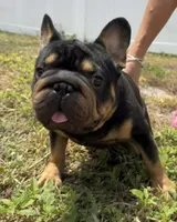 Peanuts, a male French Bulldog for sale in Saint Cloud, FL – Photo 7 of 8