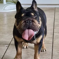 Peanuts, a male French Bulldog for sale in West Palm Beach, FL – Photo 2 of 8