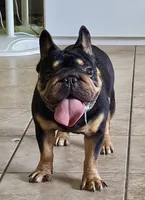 Peanuts, a male French Bulldog for sale in Saint Cloud, FL – Photo 2 of 8