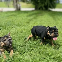 Peanuts, a male French Bulldog for sale in West Palm Beach, FL – Photo 4 of 8