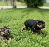 Peanuts, a male French Bulldog for sale in Saint Cloud, FL – Photo 4 of 8