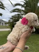 Floodle , a female French Bulldog for sale in Sanford, FL – 2 of 10