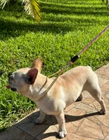 Mia, a female French Bulldog for sale in Orlando, FL – 3 of 7