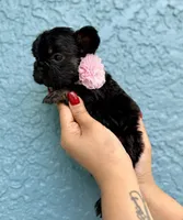 Joy, a female French Bulldog for sale in Sanford, FL – 4 of 9