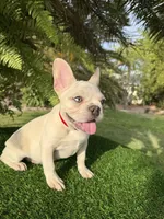 King $1295 🩵BlueEyes🩵MorhersDay Special!, a male French Bulldog for sale in Deltona, FL – 9 of 10