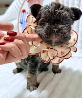 Bertha , a female French Bulldog for sale in Orlando, FL – 4 of 4