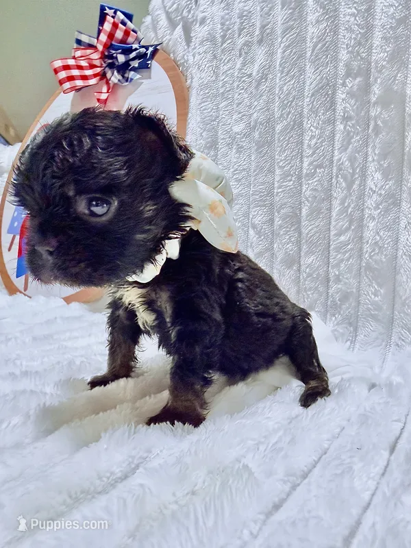 Joy – French Bulldog puppy for sale in Orlando, FL