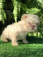 NEWSHADE FLOODLE ROJO🧸TEDDYFACE -500off🇺🇸, a female French Bulldog for sale in Mayo, FL – 3 of 10