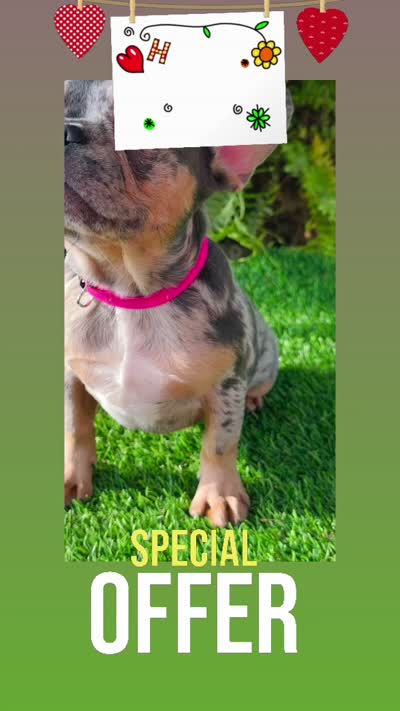 Lollipop $1595          MothersDay Special💐, a female French Bulldog for sale in Deltona, FL – 2 of 9