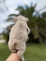 Grace, a female French Bulldog for sale in Sanford, FL – 10 of 10