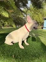 King $1295 🩵BlueEyes🩵MorhersDay Special!, a male French Bulldog for sale in Deltona, FL – 8 of 10